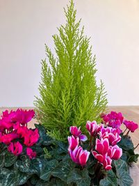 Close-up of pink flowering plants on field