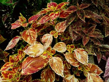 Close-up of leaves on tree