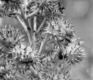 Close-up of flowers