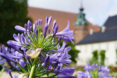 Close-up of purple flowering plant