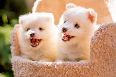 Close-up portrait of dogs