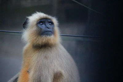 Close-up of indian langur