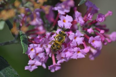 Close-up of bee on flowers