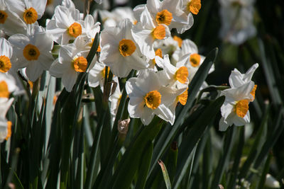 Close-up of white flowering plants