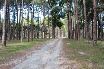 Dirt road amidst trees in forest