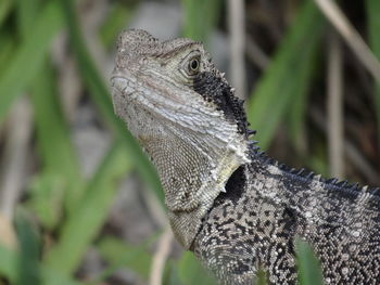 Close-up of a lizard