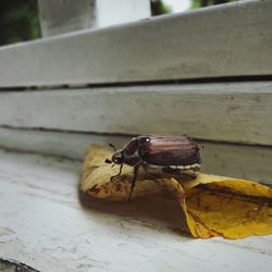 Close-up of insect