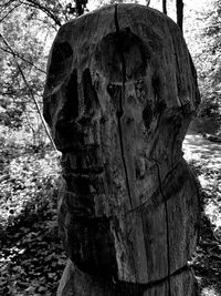 Close-up of tree trunk in forest