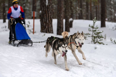 Dogs on snow covered land