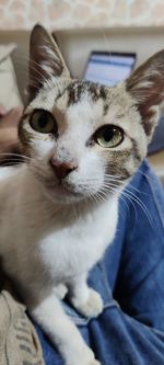 Close-up portrait of cat at home