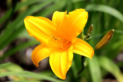 Close-up of yellow flower