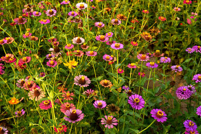 Pink flowering plants on field