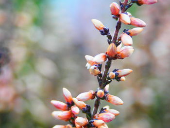 Close-up of flowers