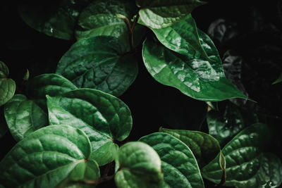 Close-up of green leaves