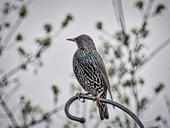 Low angle view of bird perching on a tree