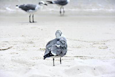 Seagull perching on a beach