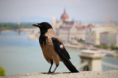 Bird perching on a wall