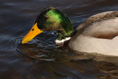 Close-up of mallard duck swimming in lake