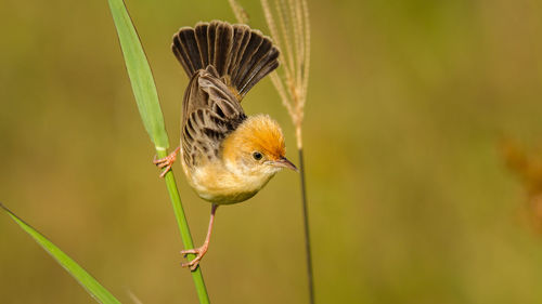 Close-up of golden-headed cisticola on plant