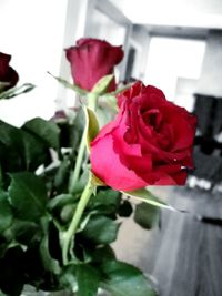 Close-up of red rose blooming outdoors