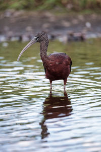 Duck in a lake