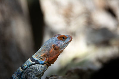 Close-up of a lizard