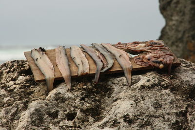 Close-up of lizard on rock