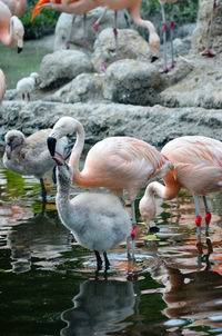 Falmingos in zoo zurich