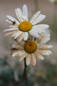 Close-up of white flower