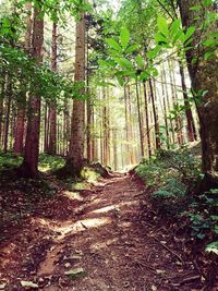 Trees in forest