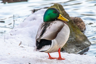Close-up of a duck in snow