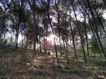 Trees in forest