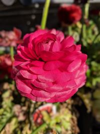Close-up of pink rose