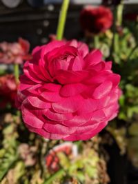 Close-up of pink rose