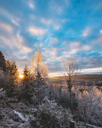 Snow covered land and trees against sky during sunset