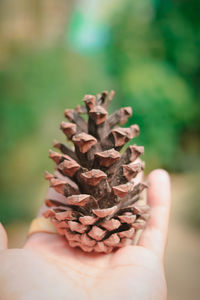 Close-up of hand holding pine cone