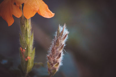 Close-up of plant