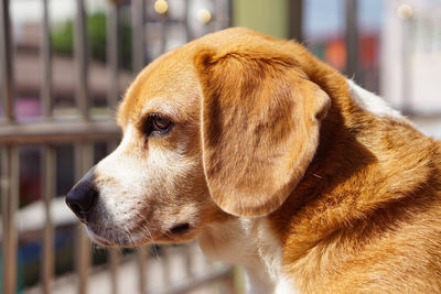 Close-up of dog looking away