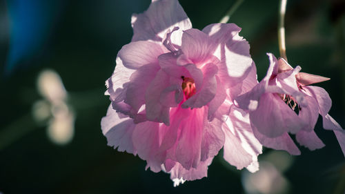 Close-up of pink flowering plant