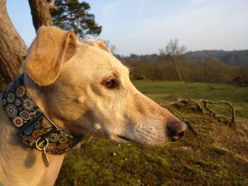 Close-up of dog against sky