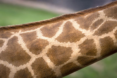 Close-up of a horse