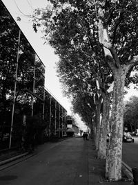 Road along trees in city