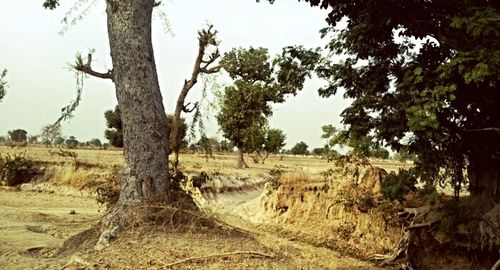 Trees on field