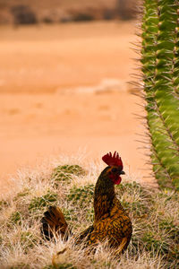 View of a bird on field
