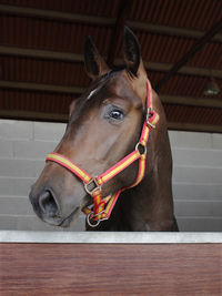 Portrait of a brown purebred horse with spanish flag snaffle bridle on stall