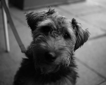 Close-up portrait of dog at home