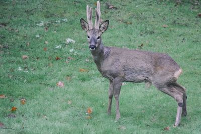 Portrait of deer on field