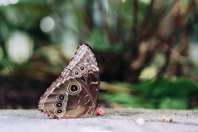 Close-up of butterfly on footpath