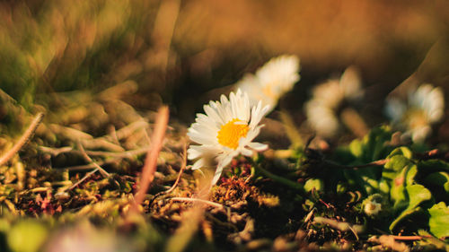 Close-up of yellow flowering plant on field