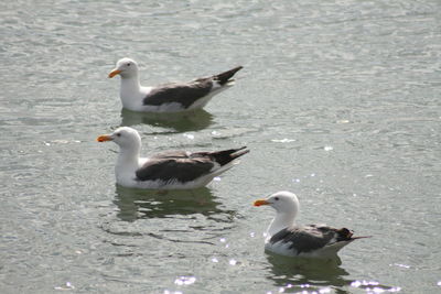 High angle view of duck swimming on lake